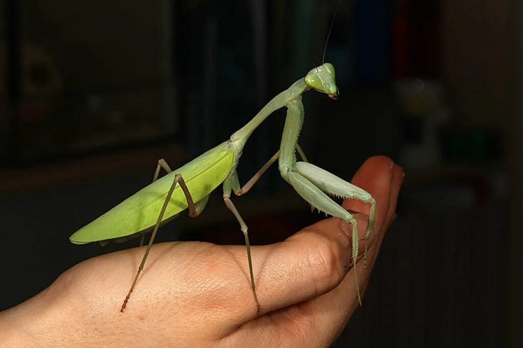 Где снимали самку богомола. Tenodera sinensis. Rhombodera Megaera. Богомол viridis. Богомол альбинос.