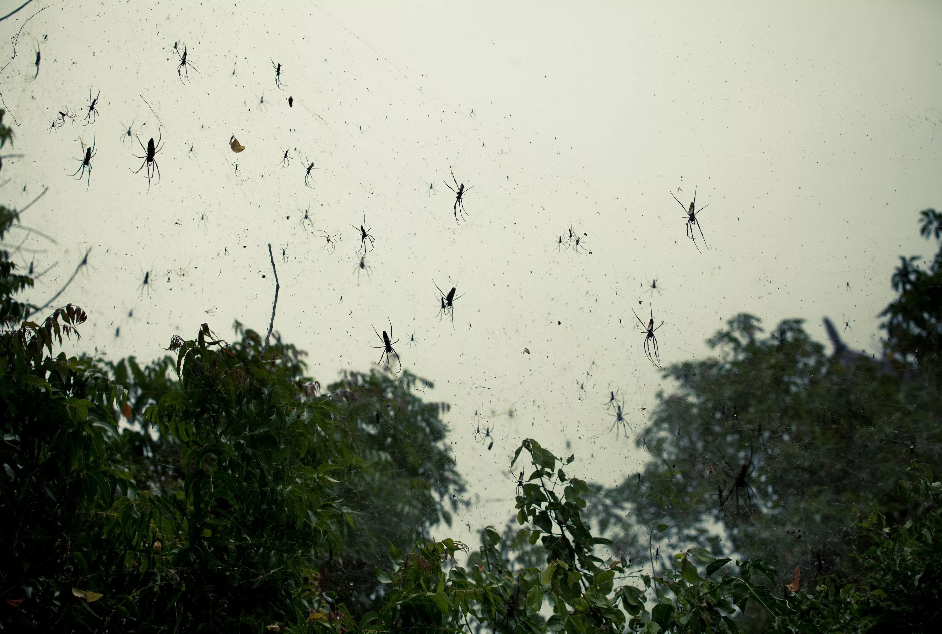Дождливые животные. Дождь на животных. Дождь из лягушек в австралии. В городе йоро гондурасе рыбный дождь. Дождь из лягушек в 1997.