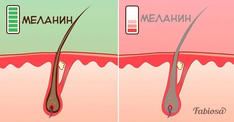 Меланин пигмент волос. Меланин в волосах. Меланин волоса человека. Выработка меланина в коже. Пигмент меланина в волосах.