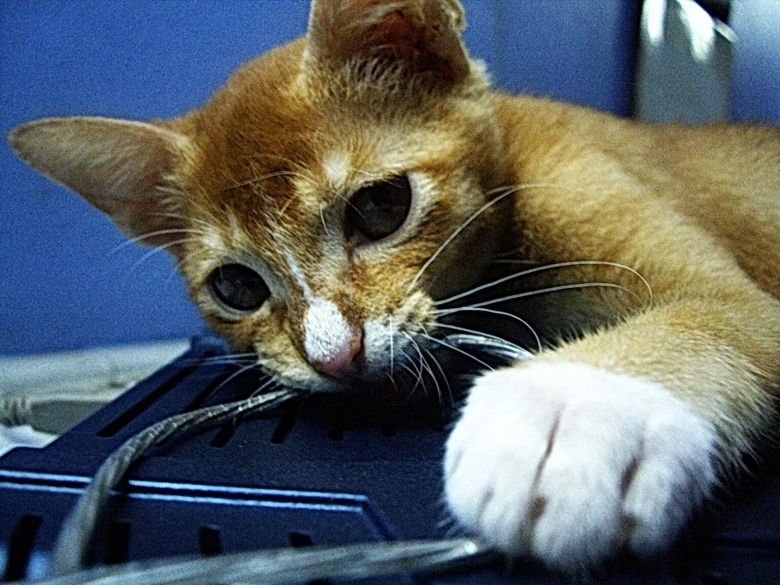 Кот грызет. Котик с проводами. кот грызет кабель. кот кусает провод. обгрызенный котом провод.
