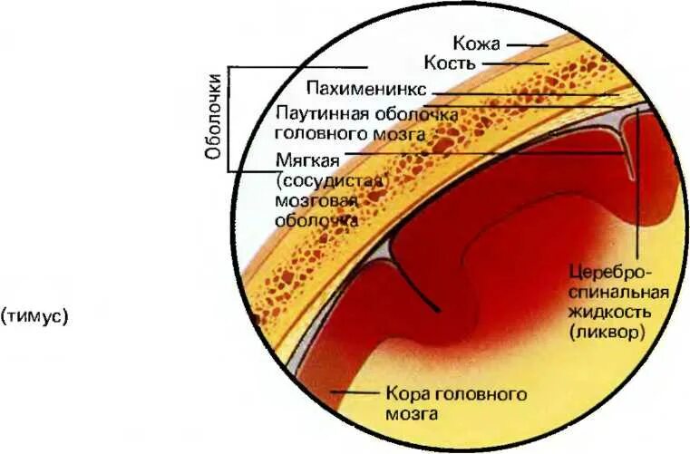 Оболочки спинного и головного мозга функции. Функции мягкой оболочки головного мозга. Паутинная и мягкая оболочка головного мозга. Мягкая сосудистая оболочка. Строение мягкой мозговой оболочки.