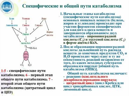 Общий путь
