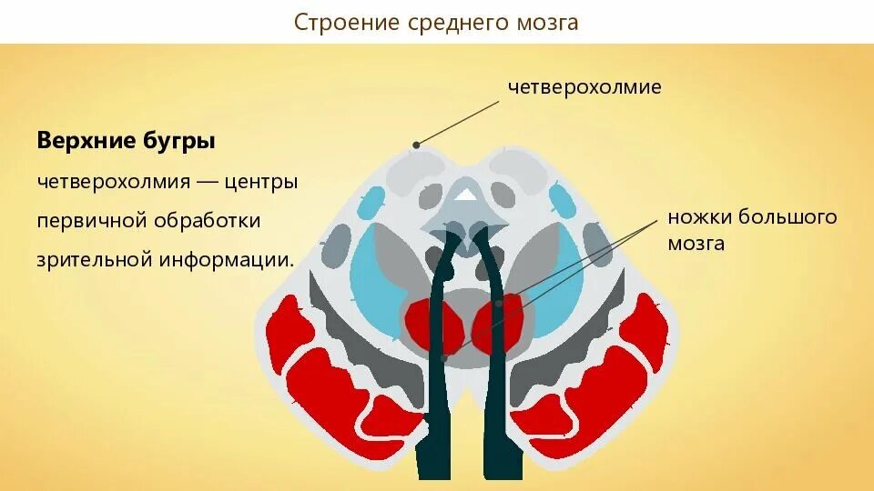 Бугры четверохолмия среднего мозга. Средний головной мозг Бугры четверохолмия. Верхние холмики среднего мозга. Четврехолмия среднего мозг.