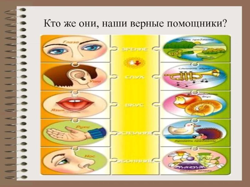 Органы чувств 3 класс. Наши помощники органы чувств дошкольники. Органы чувств слайд. Органы чувств 3 класс окружающий мир. Органы чувств окр мир.