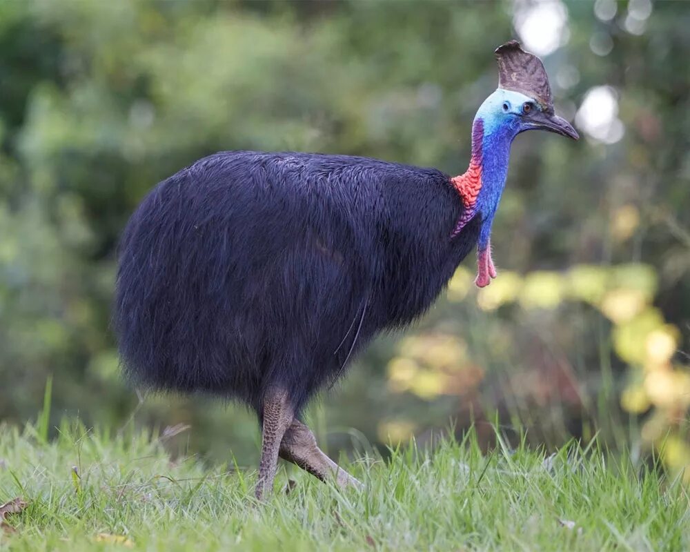нелетающая птица 3. шлемоносный казуар австралии. птица киви в новой зеландии. нелетающая птица 3. нелетающая птица 3.