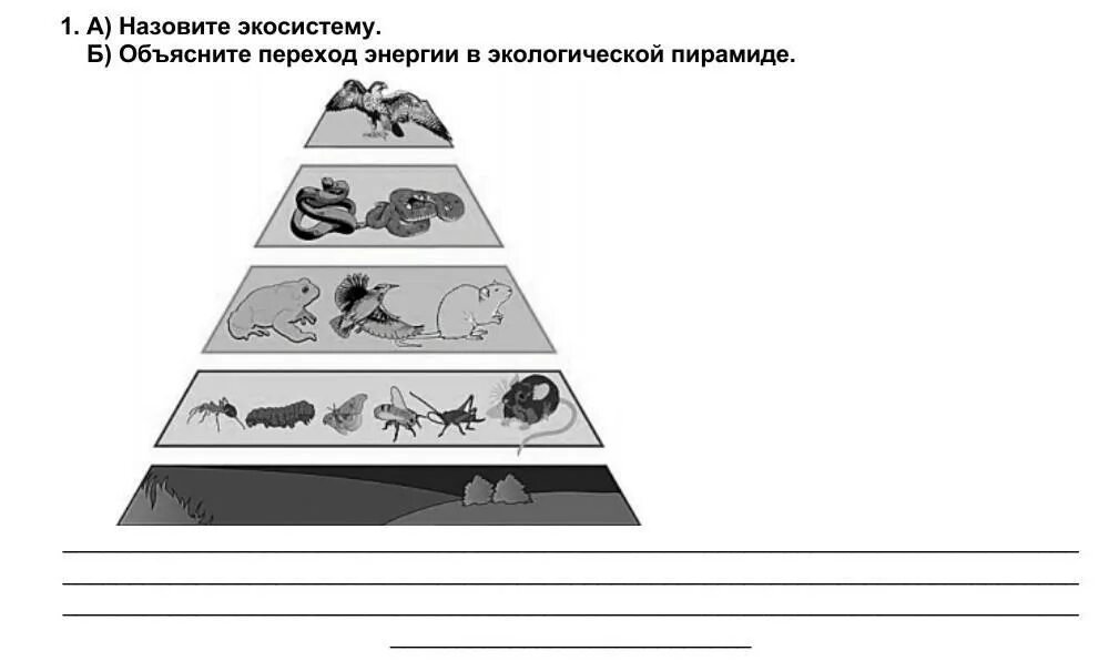 Экологическая пирамида рисунок. Экологическая пирамида задания. Экологическая пирамида аквариума. Перевернутая экологическая пирамида. Пирамида переходов энергии.