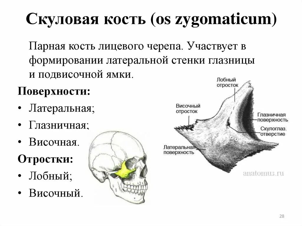 Скуловая кость, анатомические структуры.. Анатомия скуловой кости черепа. Скуловая кость черепа человека. Скуловая кость черепа анатомия.