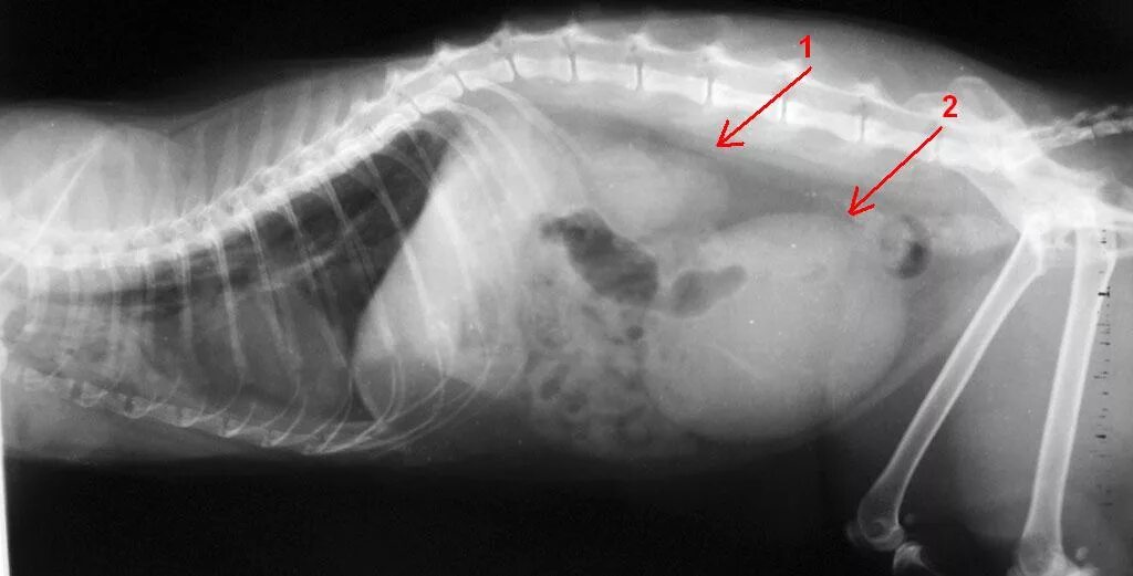 Уролитиаз у кошек рентген. ХПН кошек рентген почек. Увеличенная печень у собаки