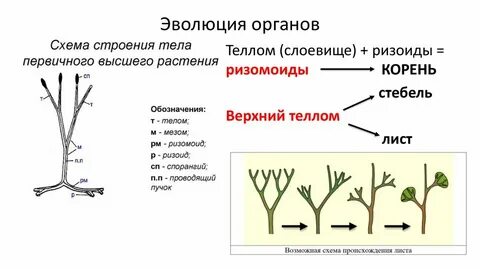 У каких растений впервые появились корни