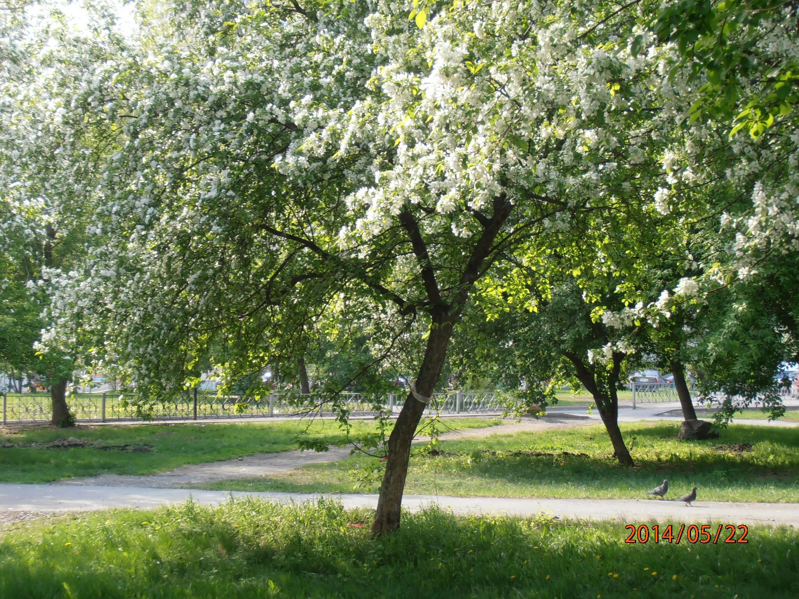 Аллея яблони. Парк Екатеринбург яблони. Яблоневый сквер Красногорск. Яблоневый сад в Красногорске. Аллея Екатеринбург яблони.