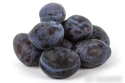 Крупная круглая слива