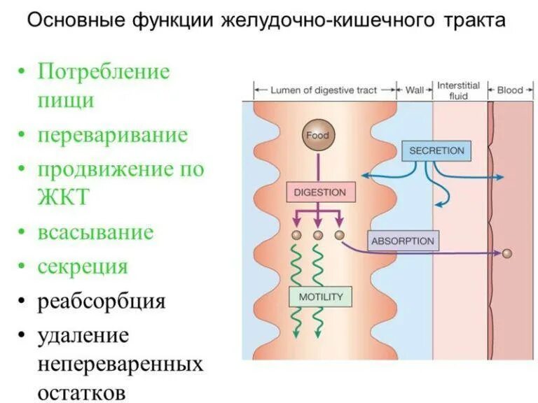 Какие отделы в жкт. Функции пищеварительного тракта всасывание. основные функции органов жкт. всасывающая функция жкт. физиологические механизмы всасывания в желудочно-кишечном тракте.