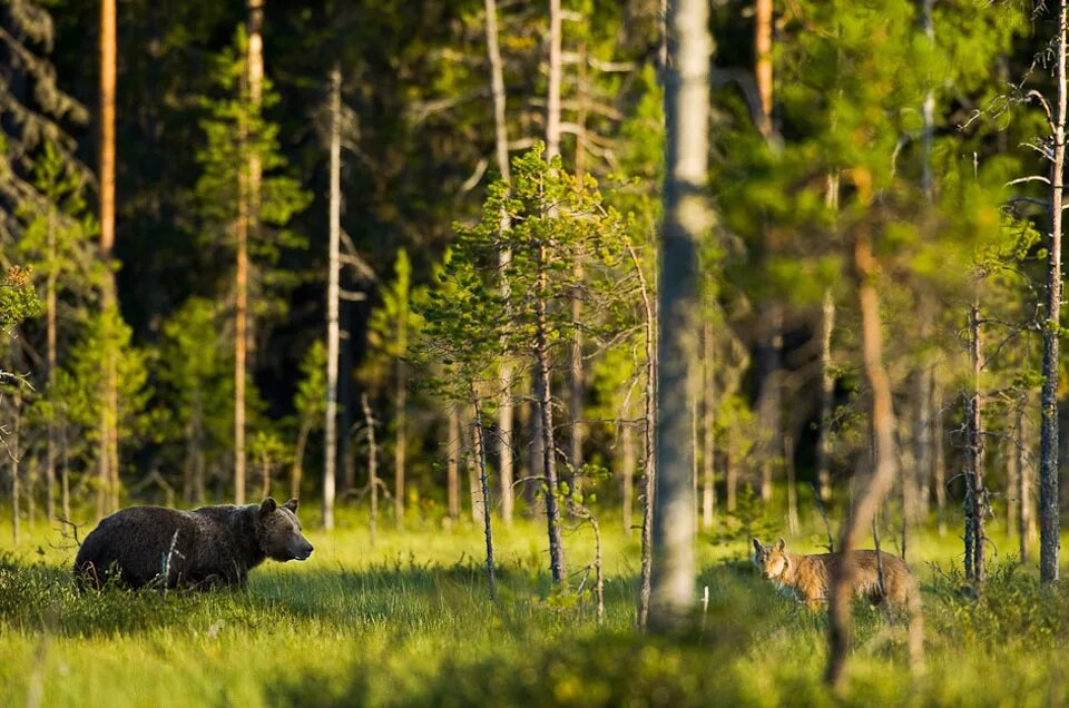 животные лесов и полей. заяц-русак. заяц-русак. животные лесов и полей. заяц русак летом.