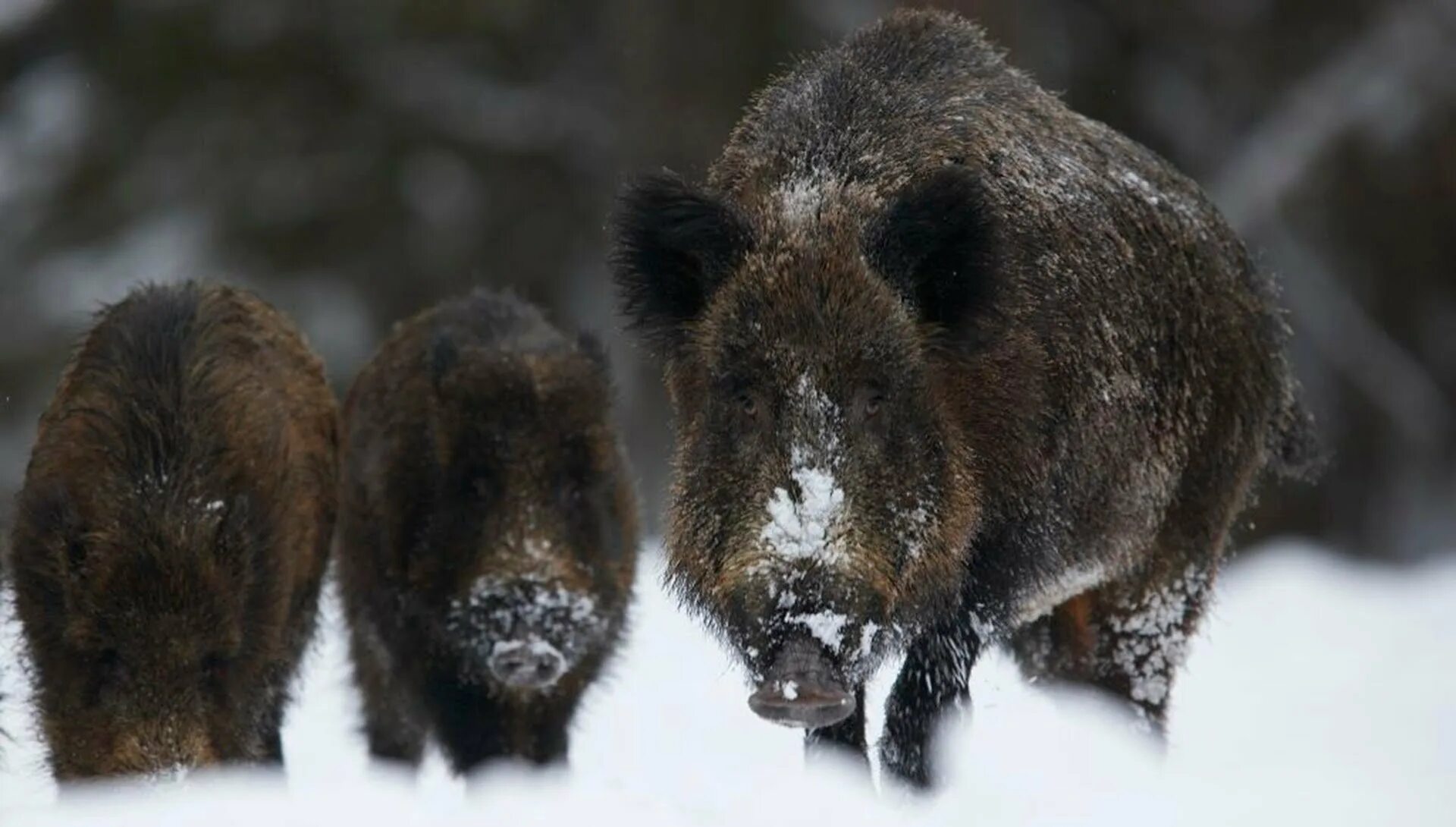 Охота на кабана с вышки 2021. Кабан зимой видео. Кабан бежит. Кабан зимой видео. Кабан во владимирской области.