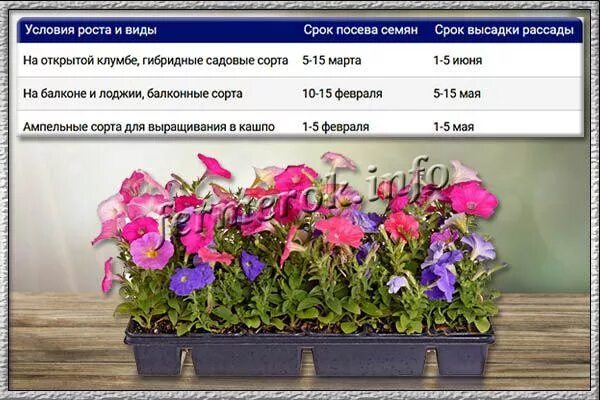 Сроки высадки петунии на рассаду. Благоприятные дни для посадки на рассаду петунии. Благоприятные дни для посева петунии на рассаду. Календарь на рассаду петунию.
