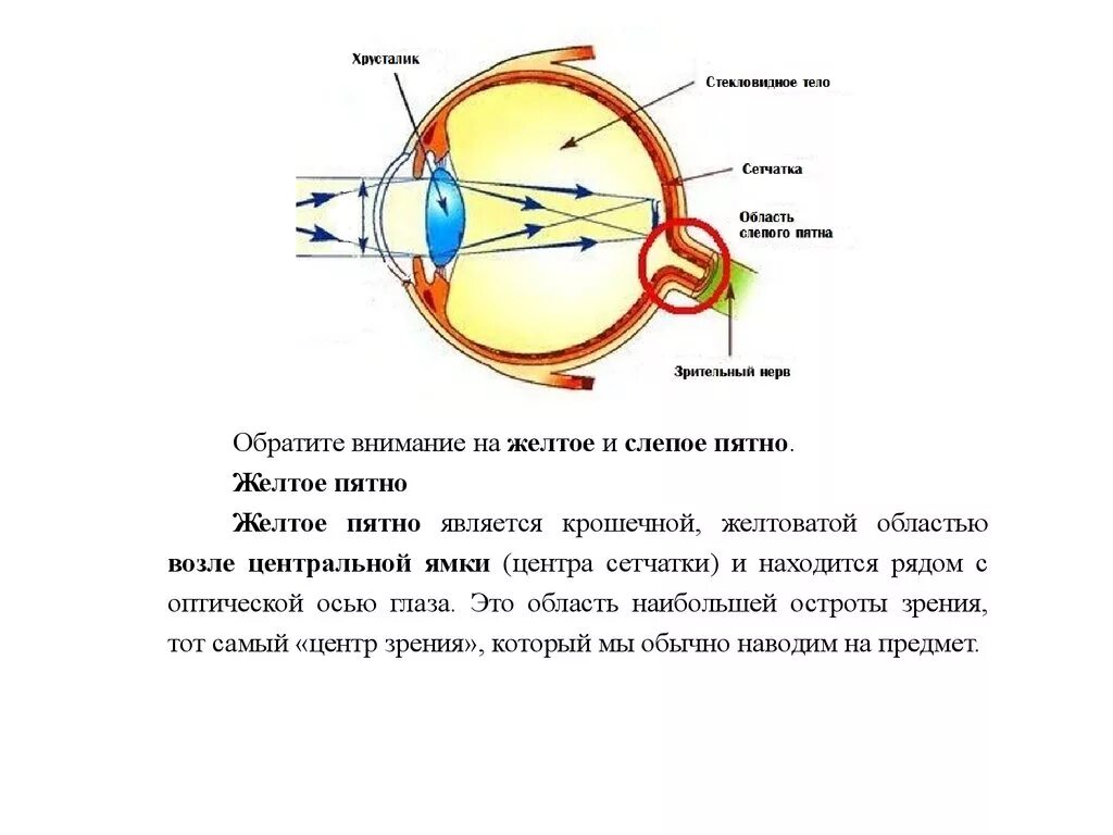 Желтое и слепое пятно сетчатки. Желтое пятно строение и функции. Слепое пятно строение и функции. Функция сетчатки глаза желтое пятно. Слепого пятна сетчатки глаза