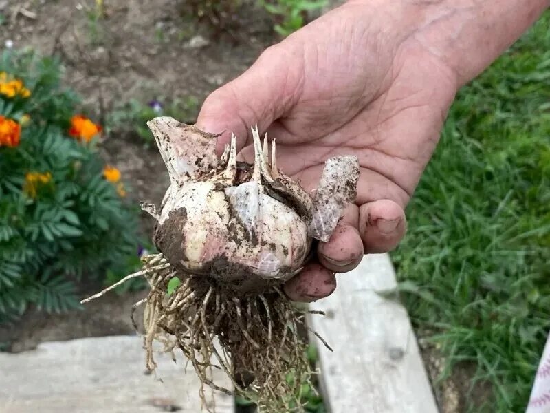 Чеснок весной посадка зубчиками в открытый. Сажаем чеснок. Посадка чеснока головками. Посев чеснока. Зубчик чеснока.