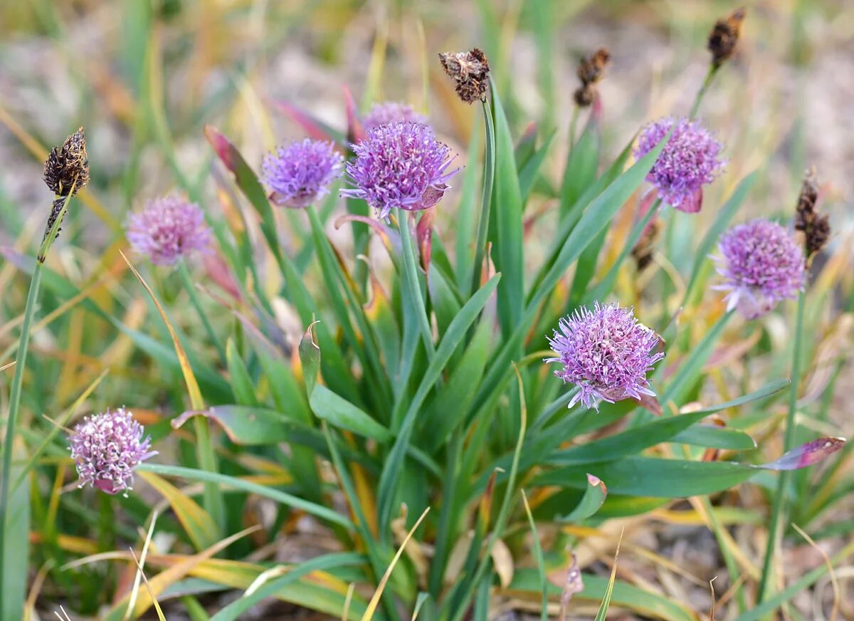 ЭТО ИНТЕРЕСНО Морской лук (Drimia maritima) является отличным средством от грызу