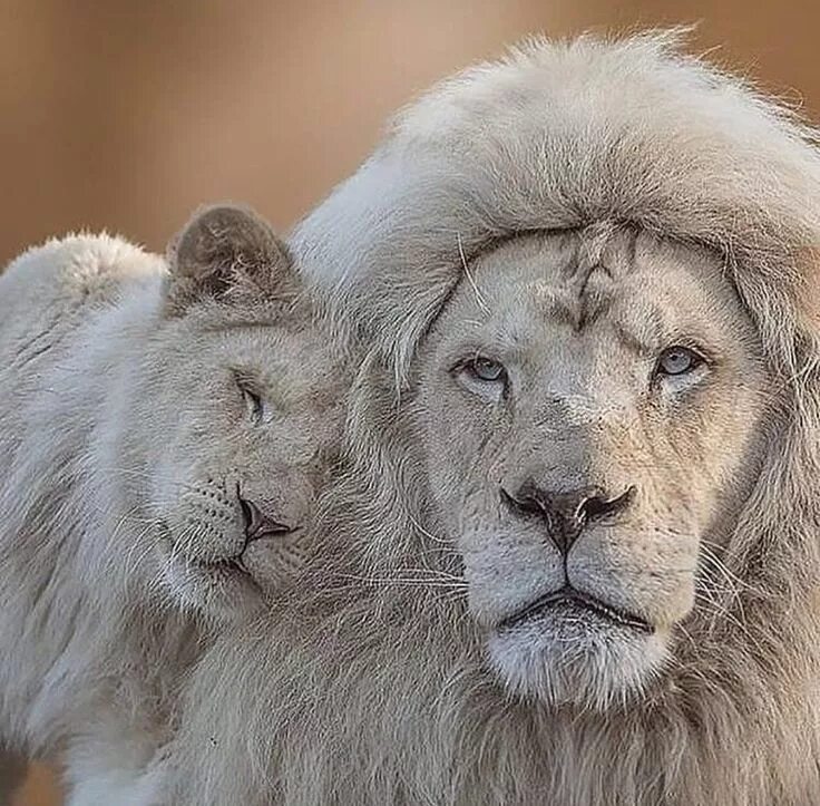 Loving lions
