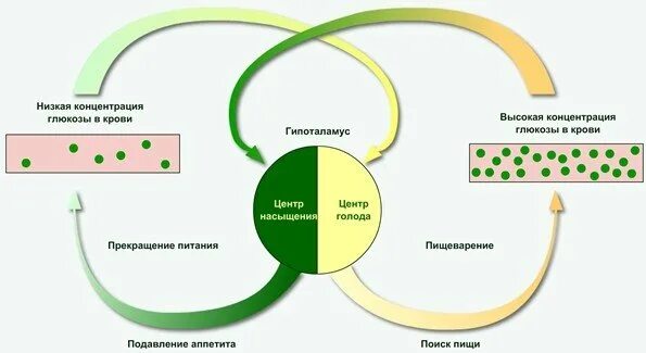 Содержит центры теплорегуляции голода и насыщения жажды. Механизмы регуляции пищевого поведения. Схема регуляции пищевого поведения. Гуморальная регуляция пищевого поведения. Центр голода и насыщения физиология.