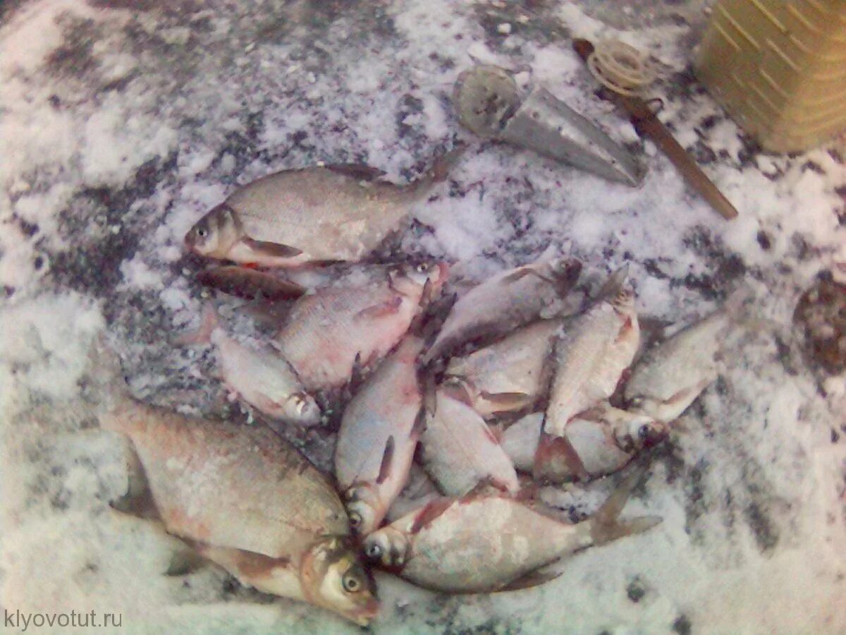 рыбалка на леща зимой. подлещик на льду. волга зима ловля леща. зимняя ловля леща. зимняя рыбалка на леща.