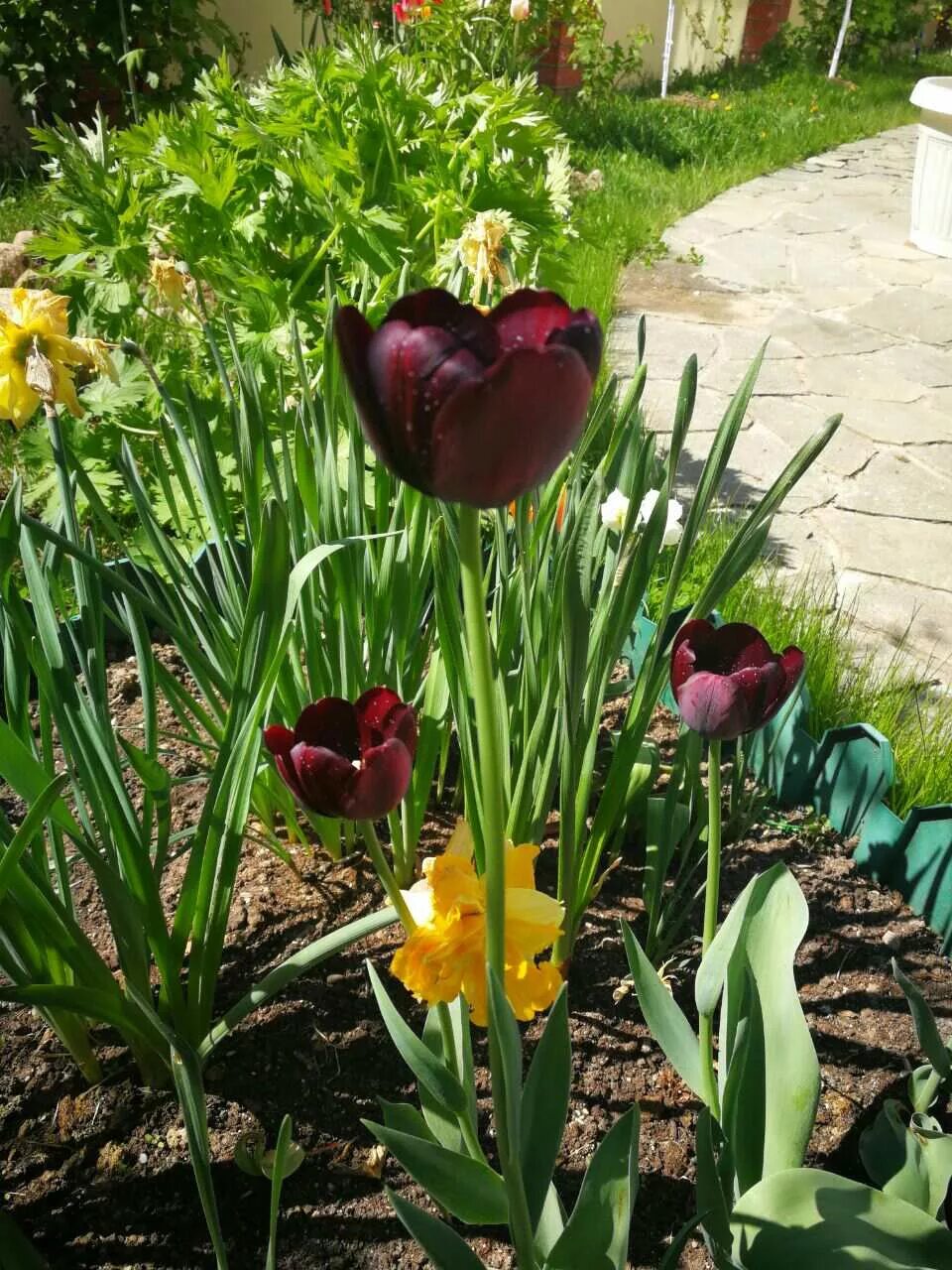 Можно ли посадить тюльпаны в марте. Посадка тюльпанов. Тюльпаны красивые луковицы. Красивая посадка тюльпанов на даче. Что посадить с тюльпанами.