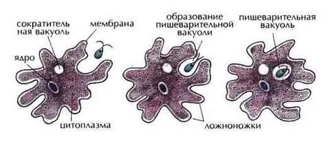 Где происходит пищеварение у амебы