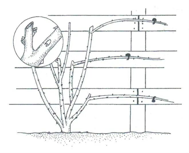 Как ухаживать за плетистой розой. Схема обрезки плетистых роз. Схема обрезки плетистых роз осенью. Схема посадки плетистой розы.