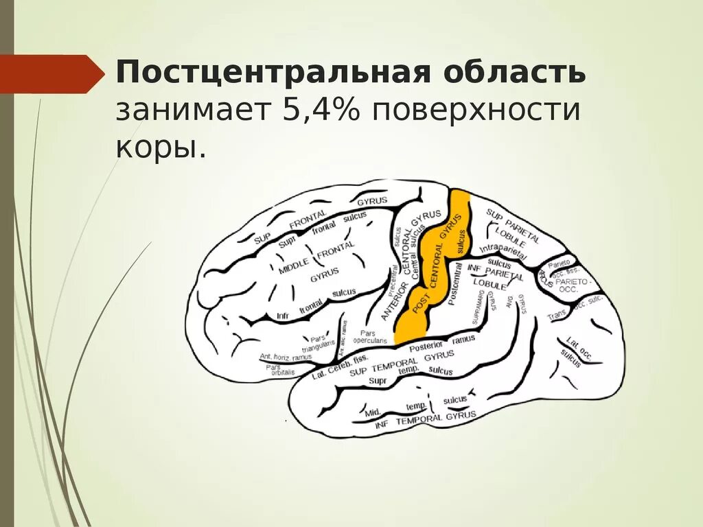 Затылочная область коры головного мозга. Постцентральная зона головного мозга. Постцентральные отделы мозга. Нижние отделы постцентральной зоны мозга.