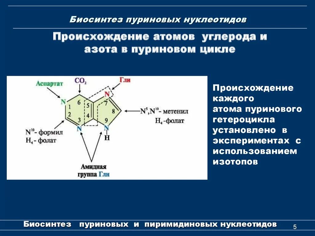 Нуклеотиды белка. Формирование пуринового ядра. Синтез пуринового кольца биохимия. Источники атомов азота в пуриновом кольце. Схема пути синтеза пуриновых и пиримидиновых нуклеотидов.