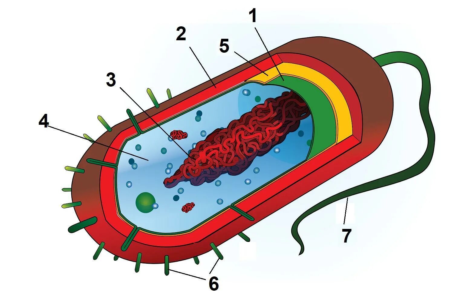 Строение бактериальной клетки без подписей. Пластиды у бактерий. Клеточный центр клетки бактерии. Схема строения бактериальной клетки микробиология. Схема строенияактериальной клетки.