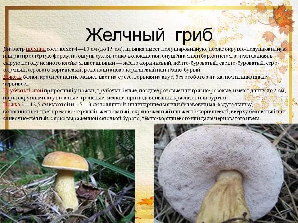 Желчный гриб какой. Горчак, ложный белый гриб. Ложный Боровик, желчный гриб. Желчный гриб краткая характеристика. Боровик,желчный гриб,сатанинский гриб.