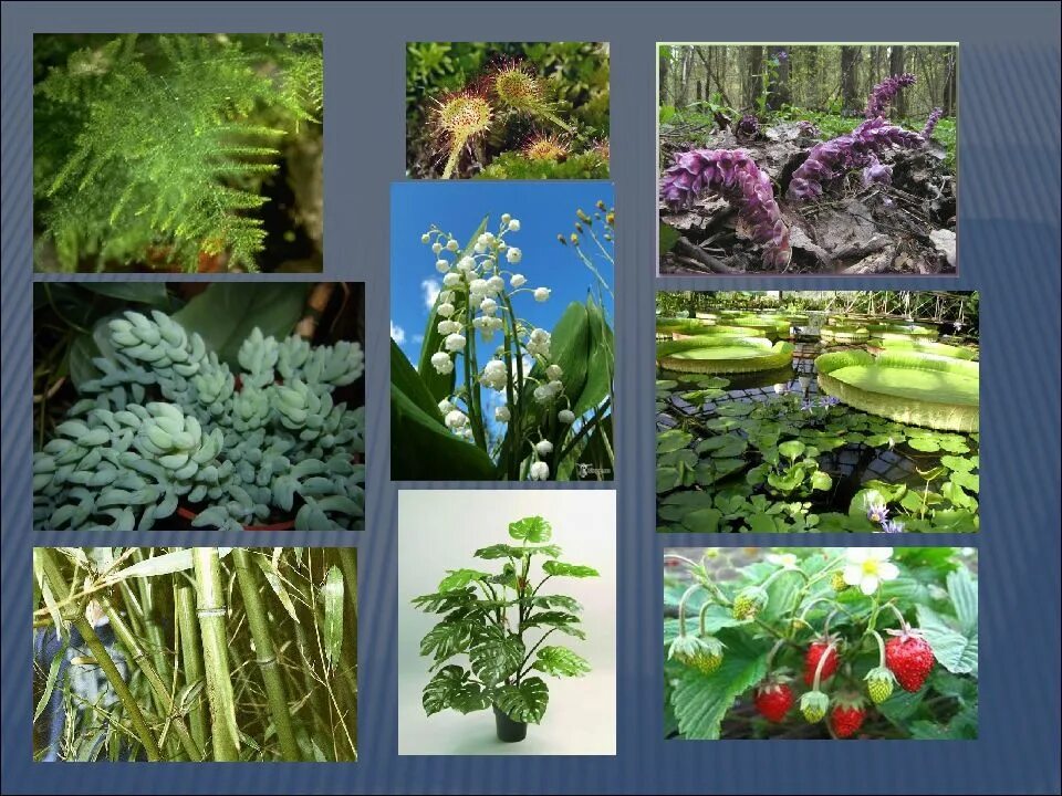 Экология группы растений. Гидрофиты гигрофиты мезофиты. Гидрофиты мезофиты ксерофиты. Растения гидрофиты гигрофиты мезофиты ксерофиты. Мезофит гигрофит.