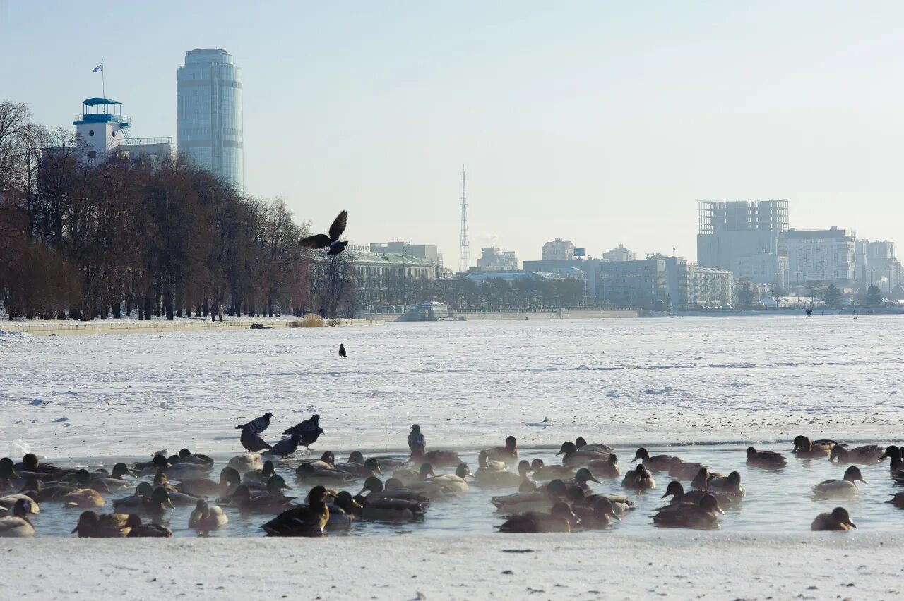 В екатеринбурге потеплеет. Потепление в Екатеринбурге. Городской пруд Екатеринбург сейчас. Жители водоемов. Городской пруд Екатеринбург обмелевший.