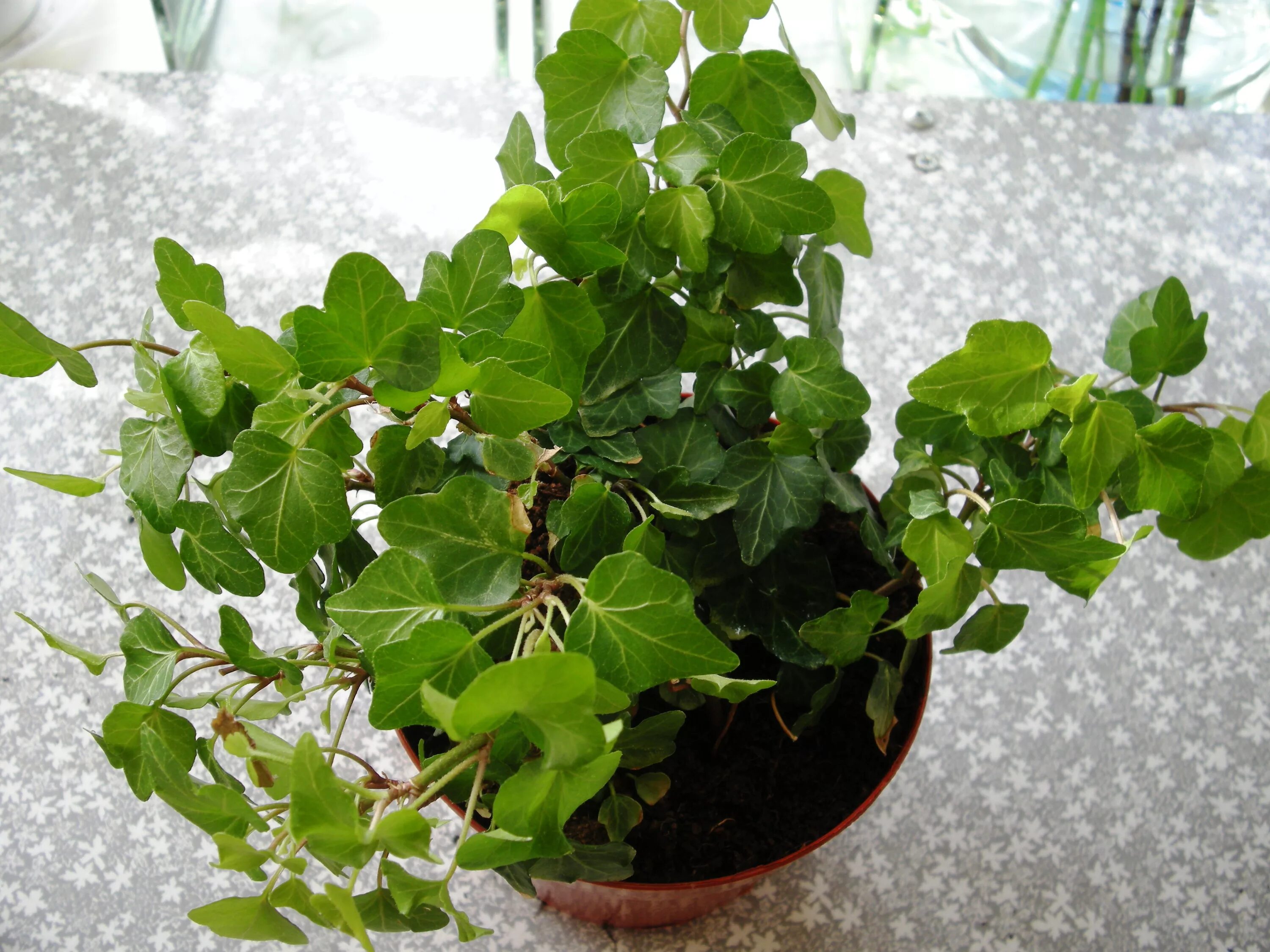 Плющ обыкновенный (hedera helix). Плющ вариегатный. Плющ хедера комнатный. Хедера хеликс. Хедера цветок комнатный уход.