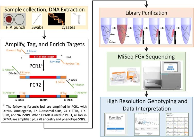 Index library. FTA карта для ПЦР. Forensic DNA Extraction Kit протокол. Illumina чип для MISEQ. Геномный секвенатор MISEQ.