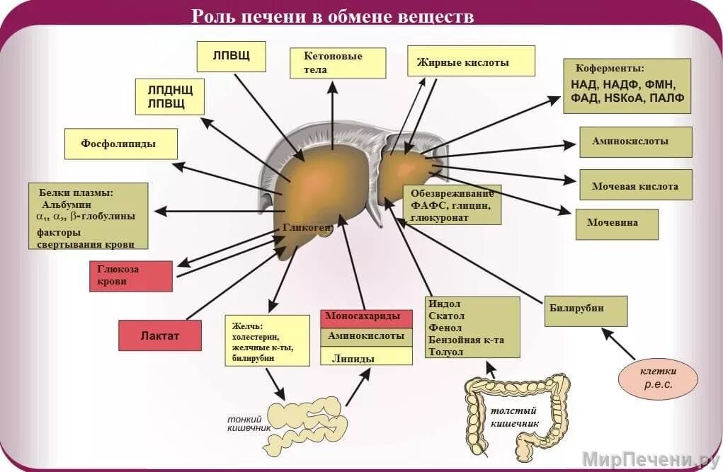 Этапы обмена веществ и энергии в организме. Значение воды для организма физиология. Функции печени схема. Общая схема обмена веществ в организме. Роль ферментов в организме человека.