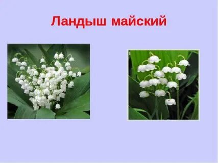 В красной книге ли ландыши