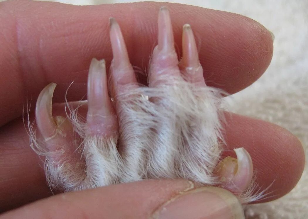 Подстричь ногти свинке. Стрижка ногтей морской свинки. Длинные ногти у морской свинки. Подстригание когтей морской свинке.