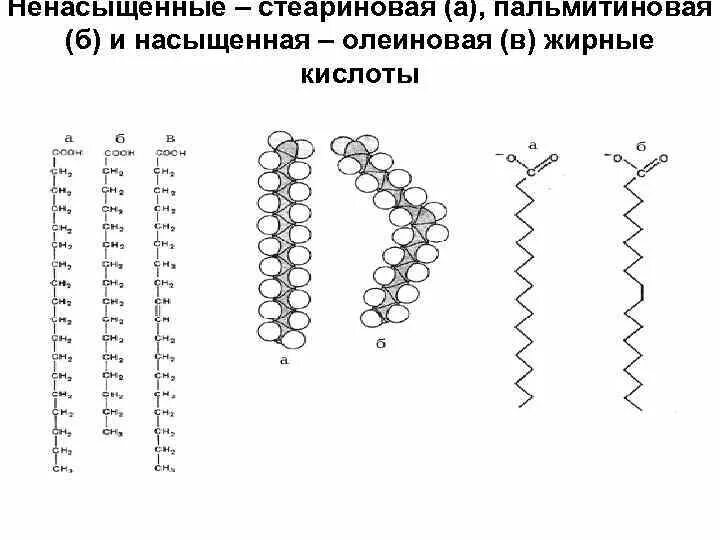 Ненасыщенные липиды. Жирные кислоты пальмитиновая стеариновая олеиновая. Насыщенные и ненасыщенные липиды. Классификация липидов насыщенные и ненасыщенные. Стеариновая кислота презентация