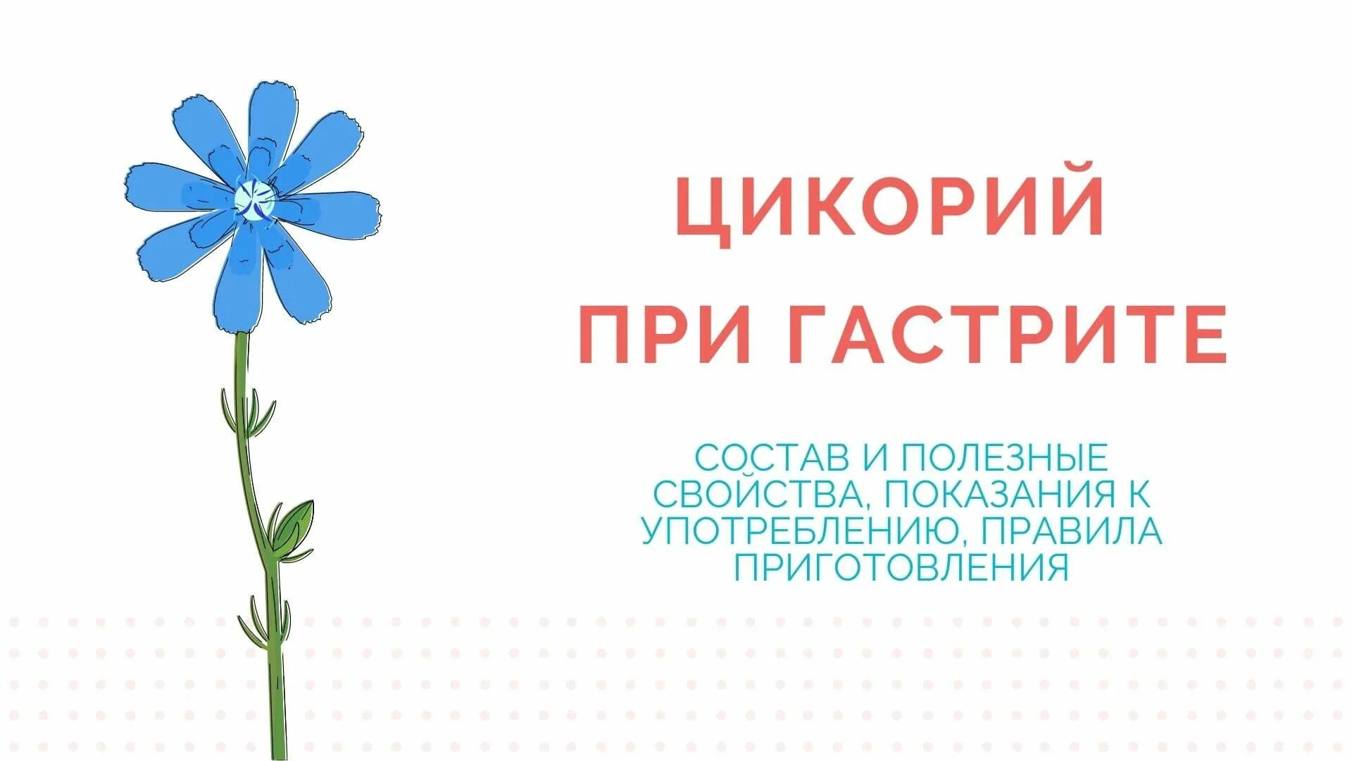 Цикорий при гастрите. Цикорий. Цикорий при гастрите можно. Можно ли пить цикорий при гастрите. Цикорий при язве желудка