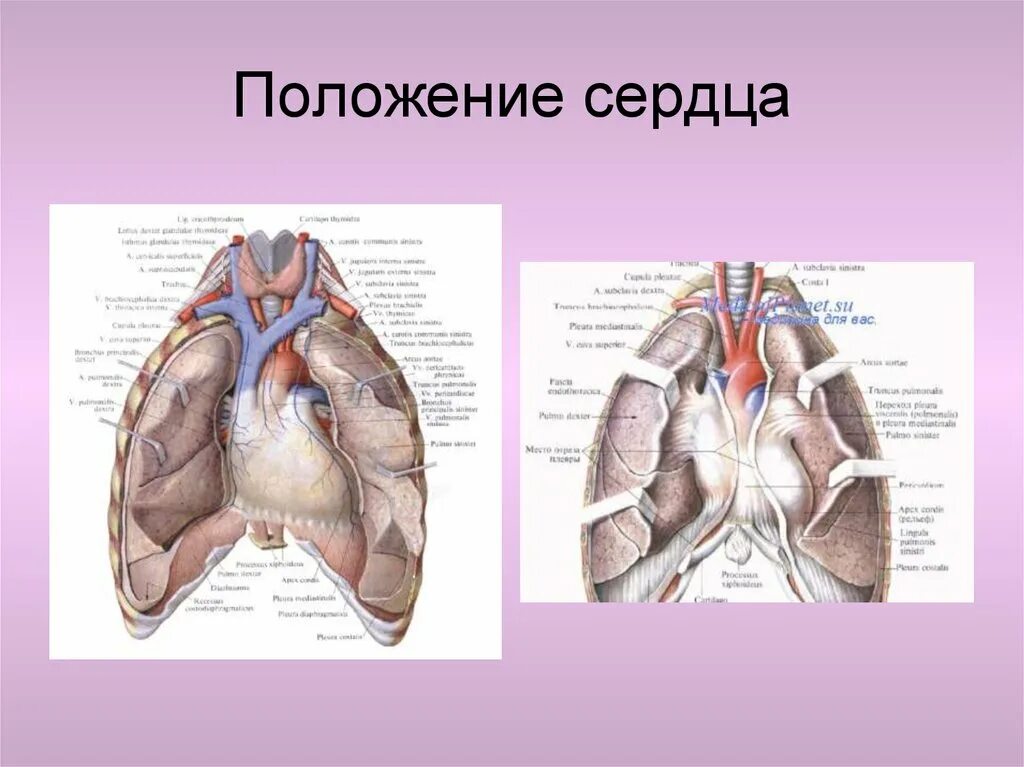 Вертикальная позиция сердца. Левосформированное праворасположенное сердце. Положение сердца анатомия. Правостороннее положение сердца.