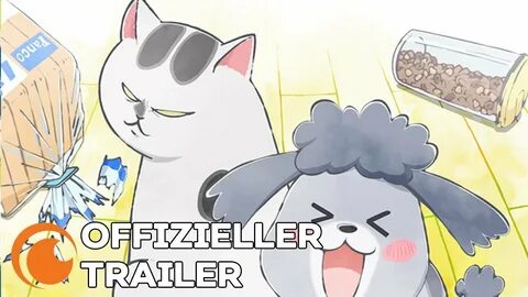 Cat every day