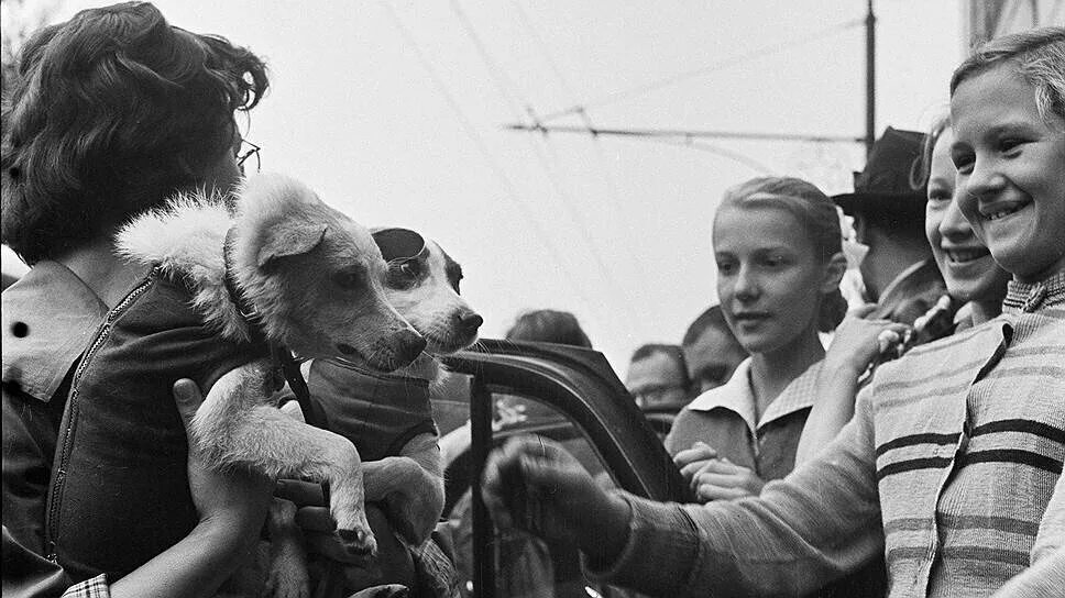 Фотографии белки и стрелки. Белка и стрелка 1960 год. Белка и стрелка полет в космос. Белка и стрелка приземление. 19 Августа 1960 года.