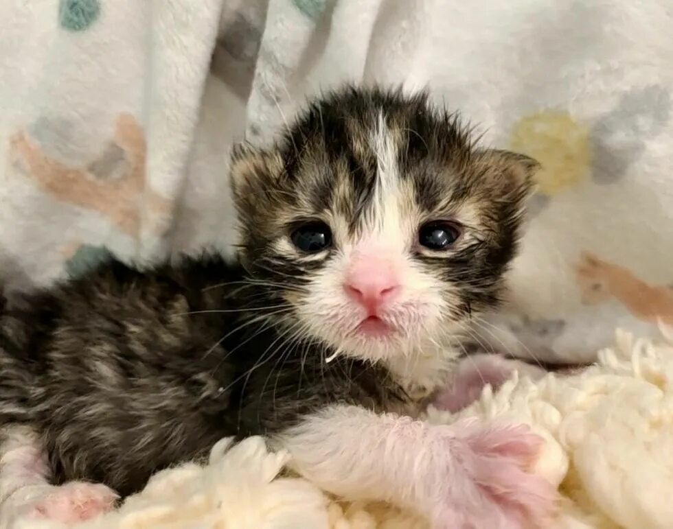 Слаб кошки. Трехлапая кошка. Мимика кошек. Трёхлапый кот. Кошка лежит.