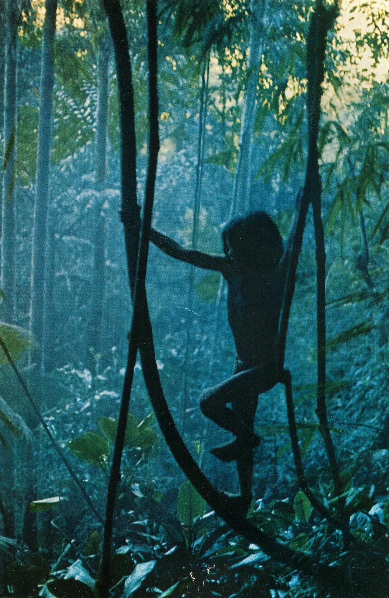 Сила джунглей. Лиэнн Рэдклифф джунгли. Сэм Хантингтон из джунглей в джунгли. Лианы в джунглях.