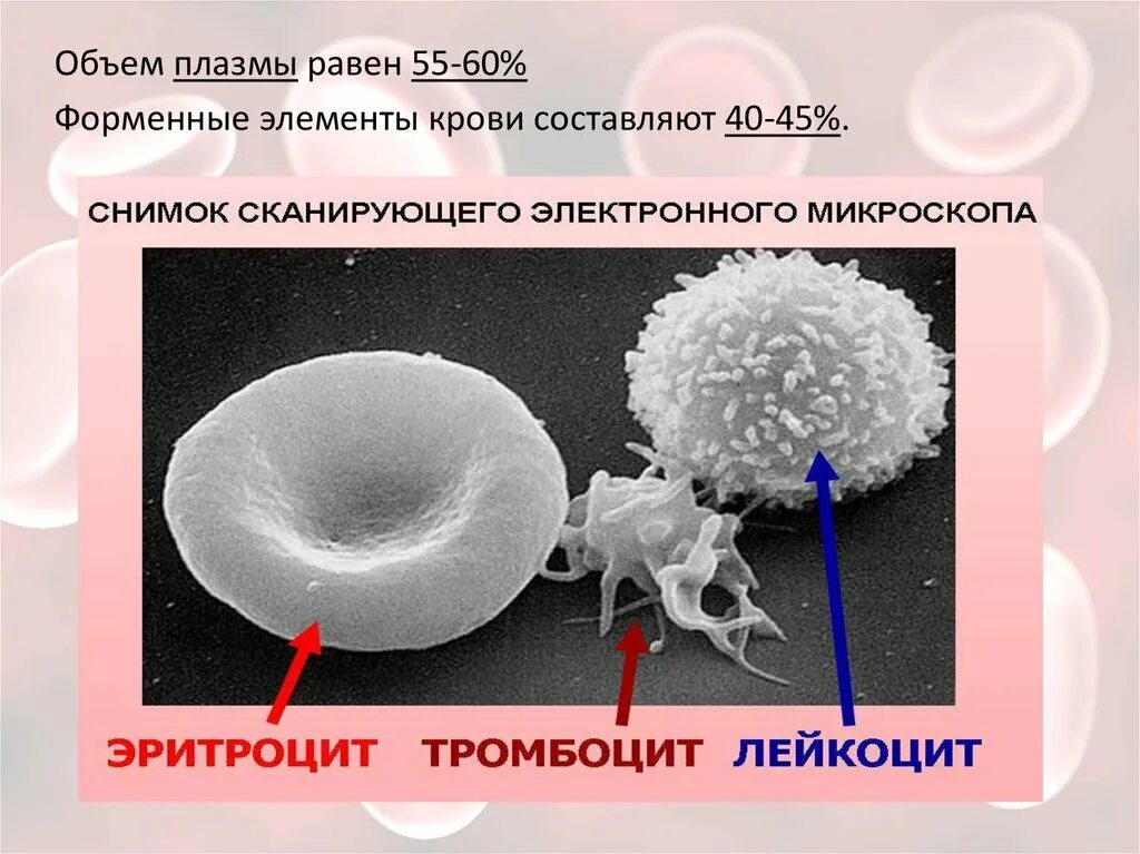 Эритроциты т лейкоциты. Эритроциты лейкоциты тромбоциты. форменные элементы лейкоцитов.