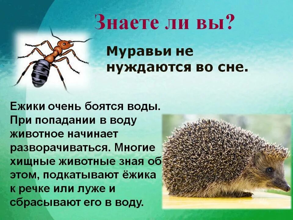 Два факта о животных. Интересные факты о животных для детей. интересные факты о природе. интересные факты о природе для детей. интересные факты о животных для начальной школы.