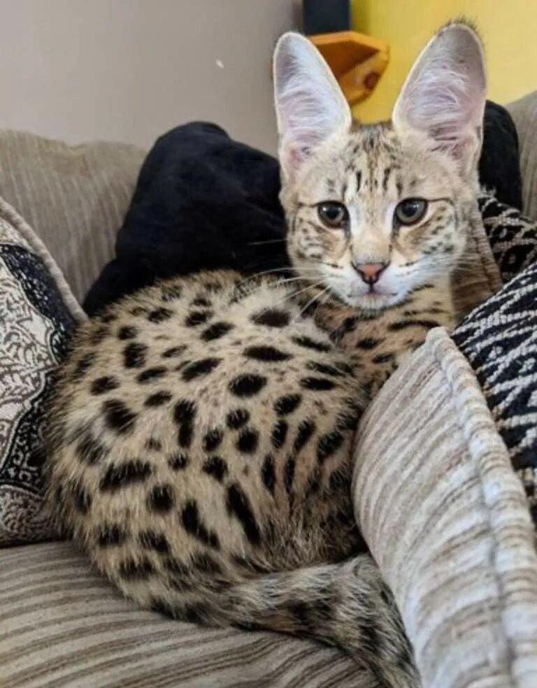 Сколько сейчас стоит кошка. Сколько сейчас стоит кошка. Сервал каракал саванна. Коты сервалы саванна. Сервал ашера саванна.