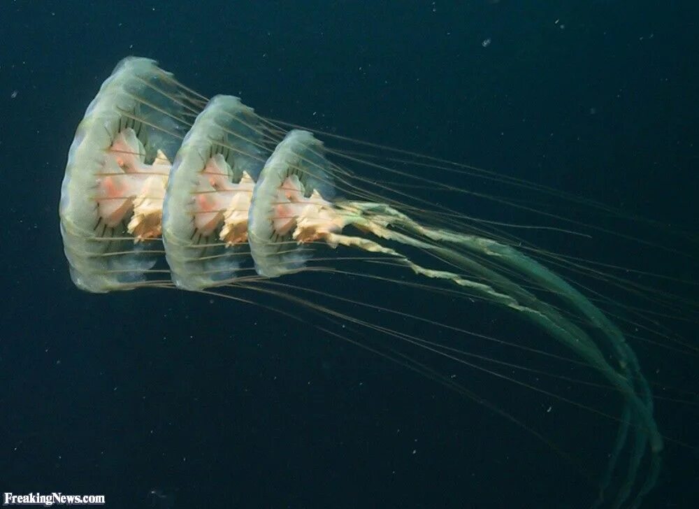 Медуза лайф новости. Глубоководные медузы. Глубоководные медузы светящиеся. Глубоководные медузы с названиями. Самые необычные глубоководные медузы с названиями.